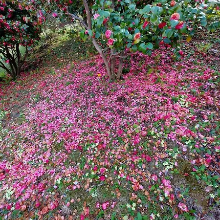 La Casa Delle Camelie *