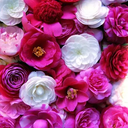 La Casa Delle Camelie