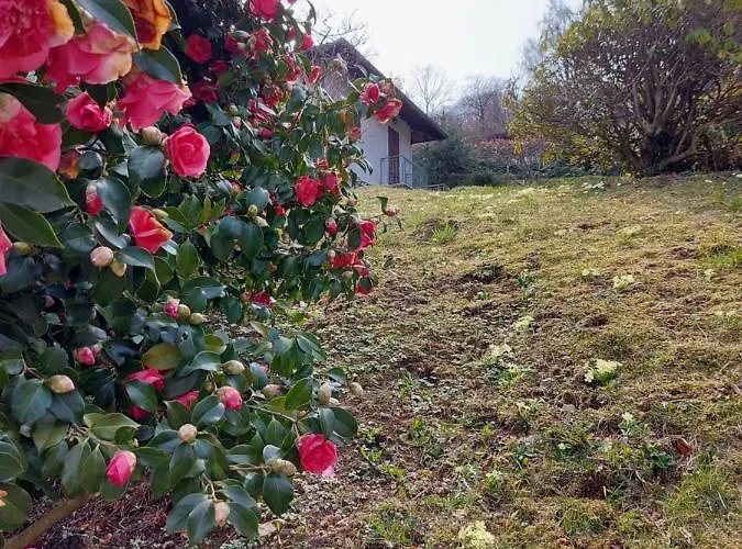 La Casa Delle Camelie ستريزا