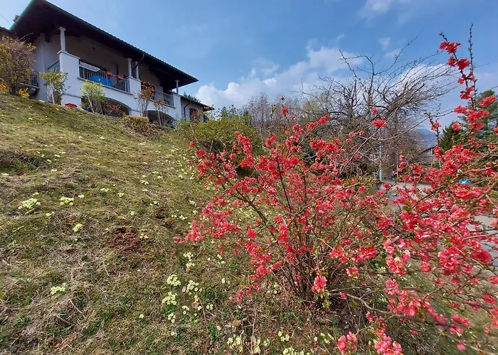 La Casa Delle Camelie