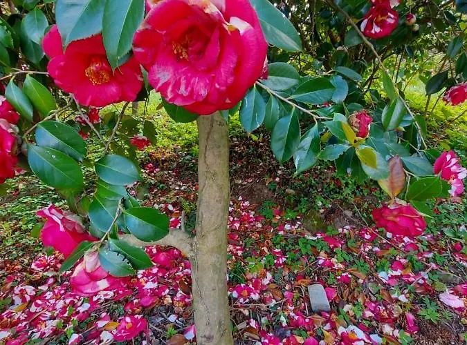 La Casa Delle Camelie ستريزا