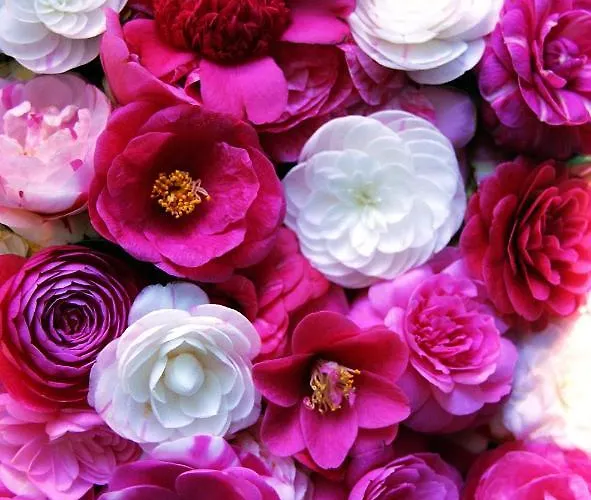 La Casa Delle Camelie