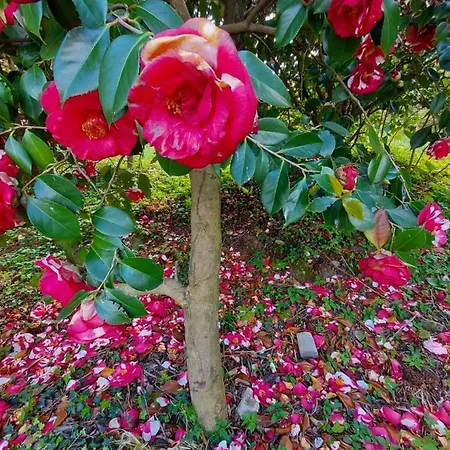 La Casa Delle Camelie Stresa