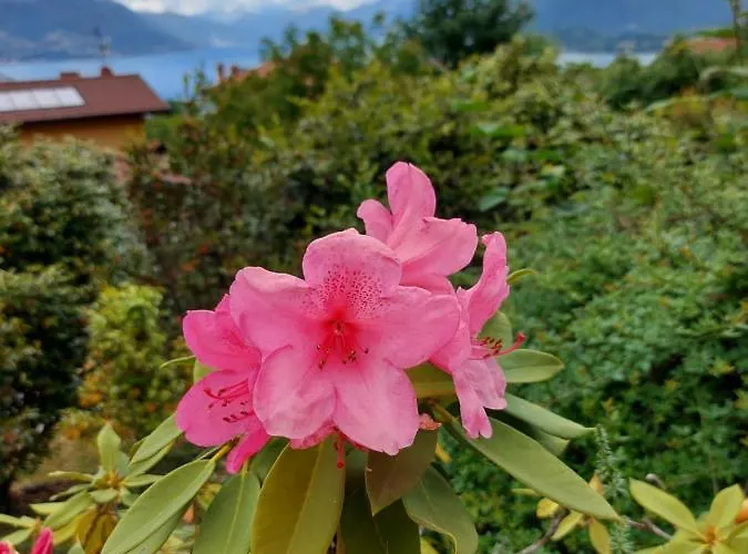 La Casa Delle Camelie Casa vacanze